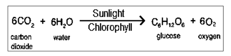 Photosynthesis